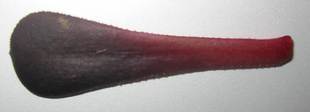 top of the leaf