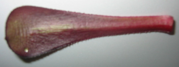 underside of a leaf