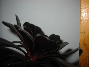 03_20030330-web
