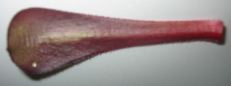 underside of a leaf