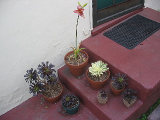 Picture of my garden