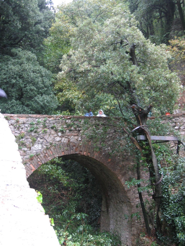 The tree where St Francis preached to doves
